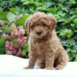 Dakota F1B, Mini Goldendoodle Puppy